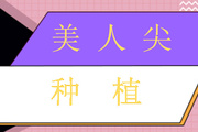 种植美人尖的价格是多少 种植术前要注意些什么