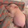 用戶頭像